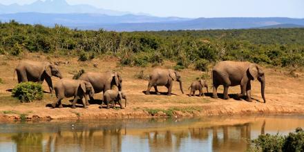 Schüleraustausch Südafrika: Elefanten im Nationalpark